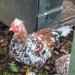 Zweedse bloemenhaan gratis!, Dieren en Toebehoren, Pluimvee, Mannelijk, Kip