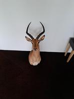 Mooie Springbok Wanddecoratie natuurlijle dood gestorven, Tuin en Terras, Tuinbeelden, Ophalen of Verzenden, Zo goed als nieuw