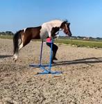 Bonte Mini paard nmprs ruin 4 jaar, Dieren en Toebehoren, Pony's, Ruin, Recreatiepony, Gechipt, 3 tot 6 jaar
