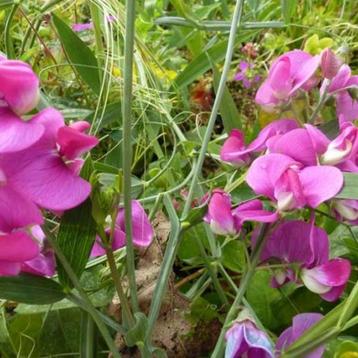 Zaden lathyrus roze beschikbaar voor biedingen
