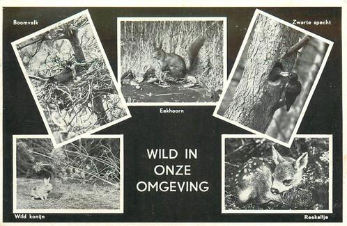 (387-181-037) Epe Wandelpaadje op de Renderklippen, Verzamelen, Ansichtkaarten | Nederland, Gelderland, Verzenden