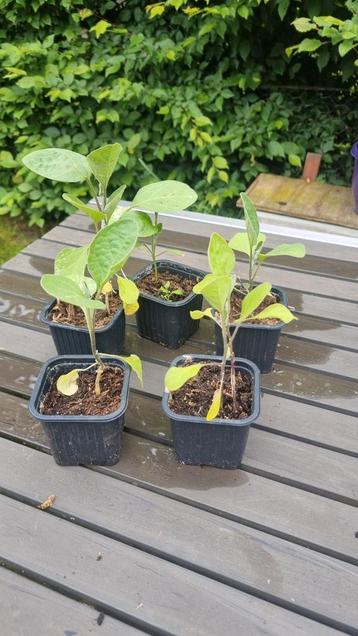 Aubergine plantje beschikbaar voor biedingen