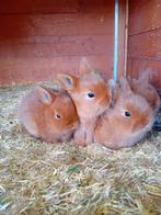 Mooie jonge Thrianta konijnen, Dieren en Toebehoren, Konijnen, Meerdere dieren