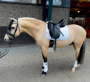 Bloedmooie 7 jarige D pony ruin  beschikbaar voor biedingen