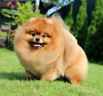 Mooie DEK reu (niet te koop), 6 jaar of ouder, Particulier, Reu, Buitenland