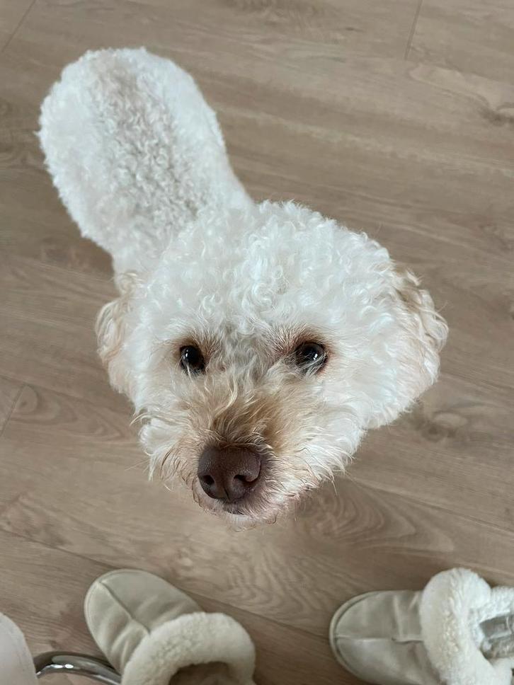 Super lieve poedel zoekt een nieuw liefdevol huisje, Dieren en Toebehoren, Honden | Chihuahua's en Gezelschapshonden, Teef, Poedel