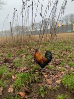 Gratis haantjes, Dieren en Toebehoren, Pluimvee, Mannelijk, Kip