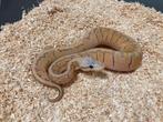 1.0 Super pastel pinstripe DH Hypo Clown ball python regius, Slang, Tam, 0 tot 2 jaar