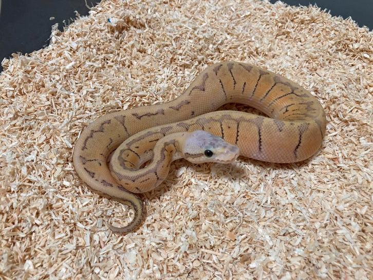 1.0 Super pastel pinstripe DH Hypo Clown ball python regius, Dieren en Toebehoren, Reptielen en Amfibieën, Slang, 0 tot 2 jaar