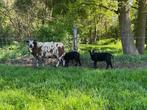 Prachtige mooie stelletjes!, Meerdere dieren, Schaap