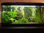 Perfect draaiend aquarium, 70 liter inclusief bewoners, Dieren en Toebehoren, Vissen | Aquaria en Toebehoren, Ophalen, Gebruikt
