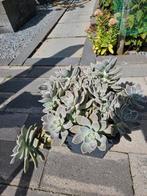 Spaanse verplanten inclusief pot, Tuin en Terras, Planten | Bomen, Overige soorten, Minder dan 100 cm, Zomer, Ophalen
