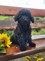 Laatste prachtige havapoo pup teefje te koop., Dieren en Toebehoren, Poedel, CDV (hondenziekte), 8 tot 15 weken, Meerdere