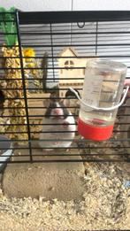 Goudhamster met kooi en spullen, Dieren en Toebehoren, Kooi, Minder dan 75 cm, Zo goed als nieuw, Hamster