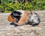 Jonge cavia's, Dieren en Toebehoren, Knaagdieren, Mannelijk, Cavia, Na 1 juli 2024