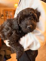 Toy Poedel x Sheltie, Dieren en Toebehoren, Rabiës (hondsdolheid), Reu, 8 tot 15 weken, Eén hond