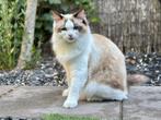 Prachtige Ragdoll kater van 1 jr. oud, Dieren en Toebehoren, Kater, Gechipt, 0 tot 2 jaar