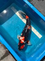 Koi, Gin Rin Showa 60cm Kweker: Shinoda, Dieren en Toebehoren, Vissen | Vijvervissen, Karper of Koi