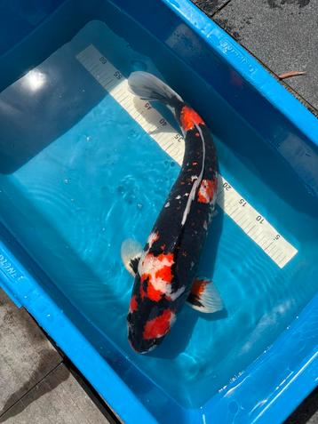 Koi, Gin Rin Showa 60cm Kweker: Shinoda beschikbaar voor biedingen