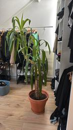Grote binnen yucca te koop, Ophalen, Halfschaduw, 150 tot 200 cm