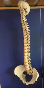 Vintage anatomisch model wervelkolom bekken ruggengraat, Ophalen of Verzenden, Gebruikt