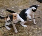 Laatste 4 superlieve kittens, Dieren en Toebehoren, Katten en Kittens | Overige Katten, Meerdere dieren