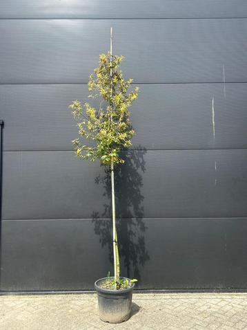 Quercus ilex beschikbaar voor biedingen