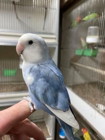 4x agapornis dwergpapegaai roseicollie om tam te maken beschikbaar voor biedingen