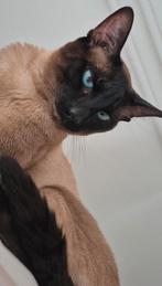 Ragdoll x Siamees kittens , laatste dametje 💖, Dieren en Toebehoren, Katten en Kittens | Raskatten | Langhaar, Meerdere dieren