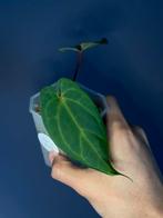 Anthurium papillilaminum ‘blue’ x X-one, Huis en Inrichting, Kamerplanten, Ophalen of Verzenden, Overige soorten, Minder dan 100 cm