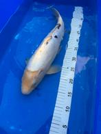 Japanse koi., Karper of Koi