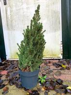 Mooie compacte den/spar in pot – ca. 50–70 cm hoog, Tuin en Terras, Planten | Bomen, In pot, Bloeit niet, Ophalen of Verzenden