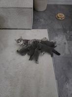 Britse korthaar kittens te koop, Dieren en Toebehoren