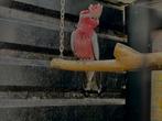 Jonge rose kaketoe van 2025, Dieren en Toebehoren, Vogels | Parkieten en Papegaaien, Mannelijk, Papegaai, Geringd