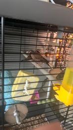 1 man bandvink, Mannelijk, Geringd