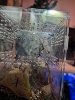 Australische flappentak psg 9, Dieren en Toebehoren, Insecten en Spinnen