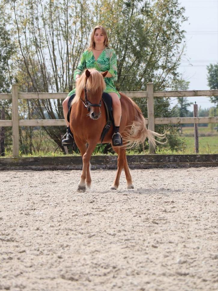 Verzorger/bijrijder gezocht voor IJslander, Dieren en Toebehoren, Paarden en Pony's | Verzorgingsproducten, Nieuw, Ophalen of Verzenden