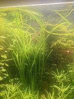 Valisneria spiralis, Ophalen of Verzenden, Zo goed als nieuw, Plant(en), Steen of Hout