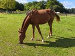 2 mooie kwpn jaarling dressuur toppers, Dieren en Toebehoren, Merrie, Dressuurpaard, 0 tot 2 jaar, Onbeleerd