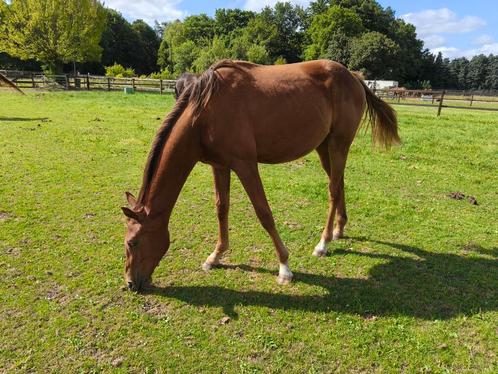 2 mooie kwpn jaarling dressuur toppers, Dieren en Toebehoren, Paarden, Merrie, Onbeleerd, 165 tot 170 cm, 0 tot 2 jaar, Dressuurpaard
