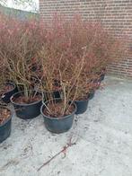 Grote/Volwassen Blauwe Bessen Planten in pot, Ophalen, Volle zon, Vaste plant, Fruitplanten