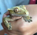 Wimpergekko harlequin dalmation bewezen man 1.0, Dieren en Toebehoren, Reptielen en Amfibieën, Hagedis