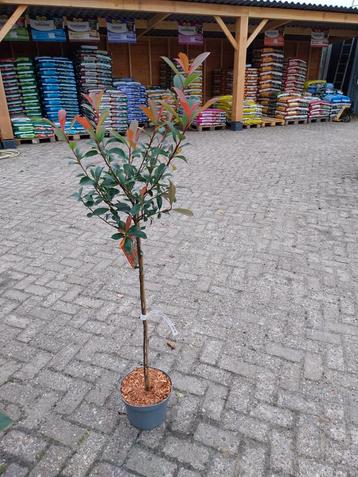 Photinia Red Robin op stam - Prachtige Glansmispel beschikbaar voor biedingen