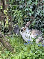 Konijn ram, Dieren en Toebehoren, Konijnen, Mannelijk, Klein, 0 tot 2 jaar