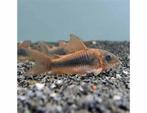corydoras aeneus 2,5-3 cm, Dieren en Toebehoren, Vissen | Aquariumvissen, Vis, Zoetwatervis