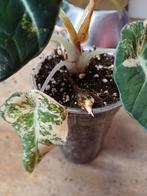 Alocasia Black Velvet Aurea Variegata Knol, Tuin en Terras, Ophalen of Verzenden, Overige soorten, Volle zon