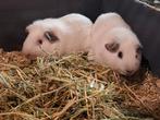 Jonge cavia's, Dieren en Toebehoren, Knaagdieren, Cavia, Juni, Meerdere dieren, Tam