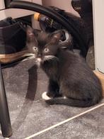 8 weken oude zwart-witte kitten, Dieren en Toebehoren, Kater
