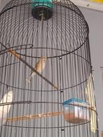 Edelzanger man, Dieren en Toebehoren, Vogels | Overige Vogels, Mannelijk, Tropenvogel, Geringd