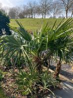 Trachycarpus fortunei Chinese waaierpalm, Tuin en Terras, Planten | Tuinplanten, Ophalen, Overige soorten, Halfschaduw